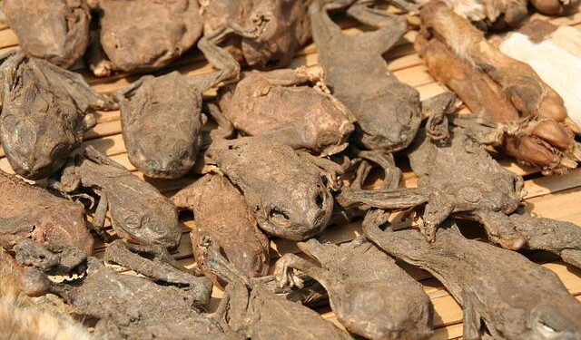 Unraveling the Benin Coup Attempt: The Ringleader’s Shocking Discovery in Togo!