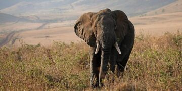 Tanzania’s Bold Move: Rejecting Elephant Culling in the Fight Against Human-Wildlife Conflicts!