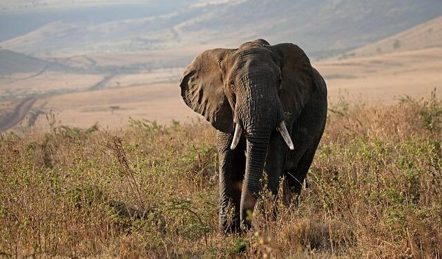 Tanzania’s Bold Move: Rejecting Elephant Culling in the Fight Against Human-Wildlife Conflicts!
