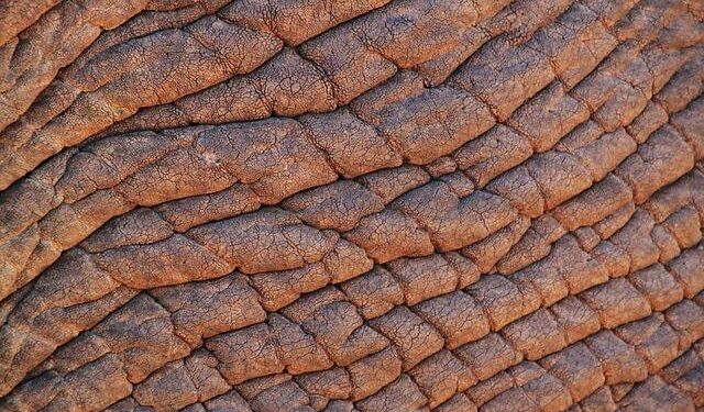 Discover the Allure of South Africa: Your Perfect Getaway from British Life