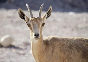 Israel’s Game-Changer: Exploring the Recognition of Somaliland