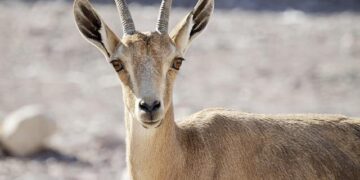 Israel’s Game-Changer: Exploring the Recognition of Somaliland