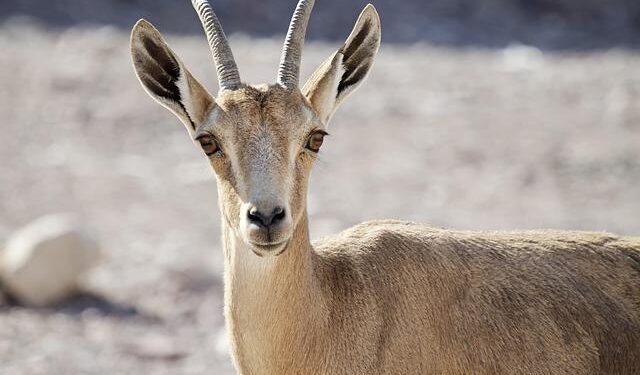 Israel’s Game-Changer: Exploring the Recognition of Somaliland