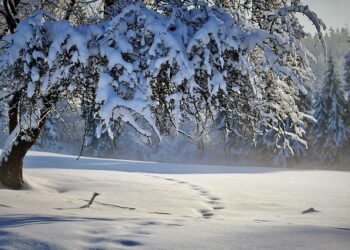 Enchanting Winter Wonderland: Breathtaking Snow-Covered Views of the Bay Area!