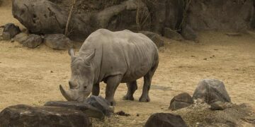 Into the Wild: The Epic Journey to Uncover Namibia’s Desert Rhinos Amidst a Decade of Storms