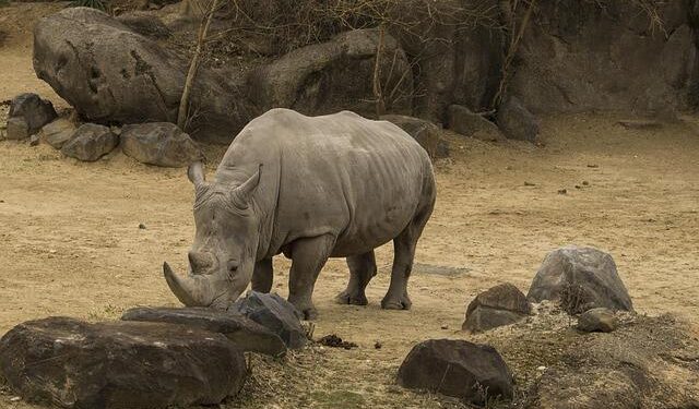 Into the Wild: The Epic Journey to Uncover Namibia’s Desert Rhinos Amidst a Decade of Storms