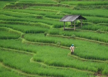 Revolutionizing Food Security: The Inspiring Impact of Youth-Led Farming in Malawi
