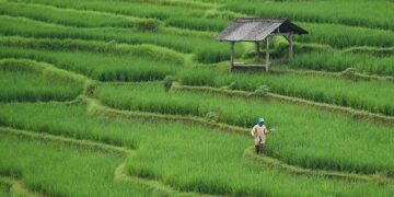 Revolutionizing Food Security: The Inspiring Impact of Youth-Led Farming in Malawi