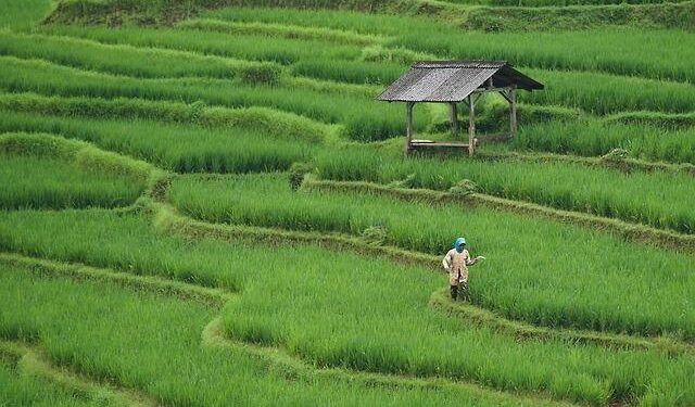 Revolutionizing Food Security: The Inspiring Impact of Youth-Led Farming in Malawi