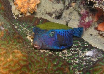 Escalating Tensions Spark Conflict at the Eritrea-Ethiopia Border