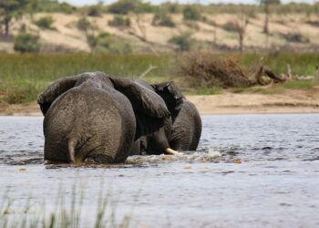Botswana’s President Takes Bold Action: Health Emergency Declared Amidst Urgent Supply Shortages