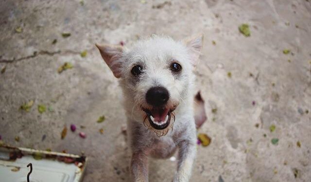 Benin’s Foiled Coup: Alleged Leader on the Run Seeks Sanctuary in Togo