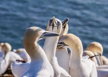 Facing the Heat of Rising Fuel Costs: Northern Mariana Islands Takes Bold Austerity Steps