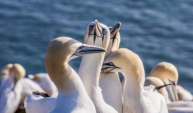 Facing the Heat of Rising Fuel Costs: Northern Mariana Islands Takes Bold Austerity Steps