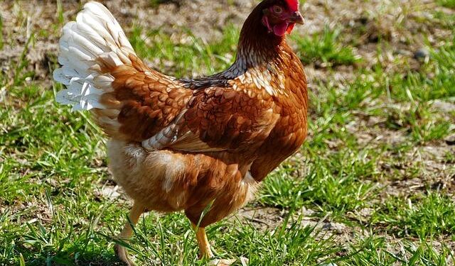 Niue’s Game-Changing Ocean Sponsorship Program: A Million-Dollar Success!