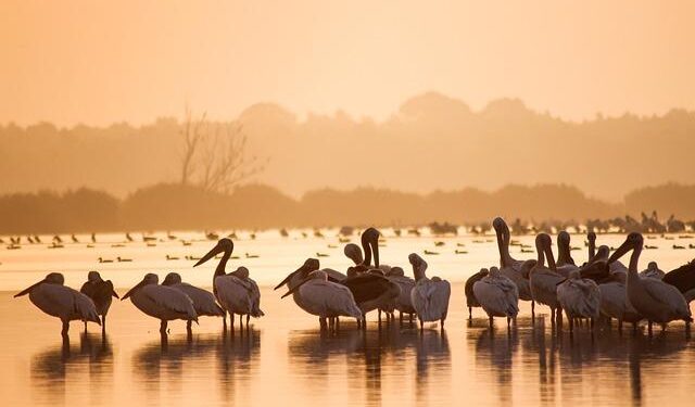 Mircea Lucescu, the Legendary Romanian Coach, Recovers After Heart Scare at 80