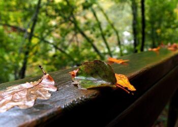 Diogo Ribeiro Makes Waves with Record-Breaking 23.05 in 50m Fly at Portugal Open!
