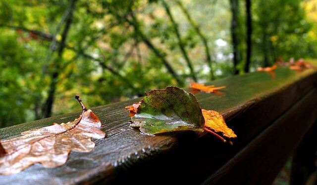 Diogo Ribeiro Makes Waves with Record-Breaking 23.05 in 50m Fly at Portugal Open!