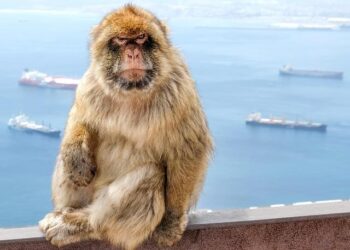 Game-Changer: Gibraltar-Spain Land Border May Vanish by April 10!