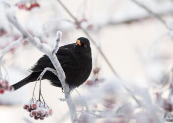 Finland Prepares for a Scorching Summer After an Unusually Snowless Winter