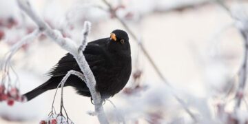 Finland Prepares for a Scorching Summer After an Unusually Snowless Winter