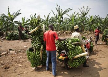 Time to Act: Urgent Appeal to Remove Internet Restrictions Before Uganda’s Crucial Election!