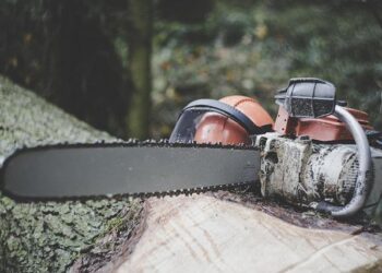 Transforming Landscapes: How Smart Afforestation Can Reduce Flood Risks and Preserve Water in Europe