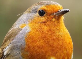 UK Ambassador Champions Somalia’s Unity, Rejects Somaliland Recognition