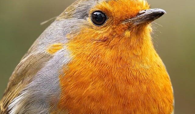 UK Ambassador Champions Somalia’s Unity, Rejects Somaliland Recognition