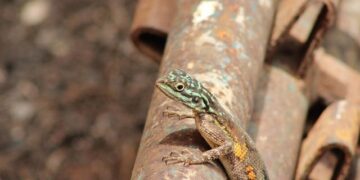 Game Changer: Nigeria to Revoke Passports of Citizens Who Give Up Their Nationality