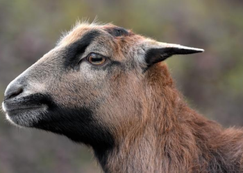 Reviving Cameroon’s Indigenous Languages: A Crucial Call to Action