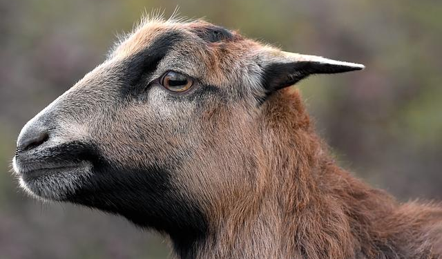 Reviving Cameroon’s Indigenous Languages: A Crucial Call to Action