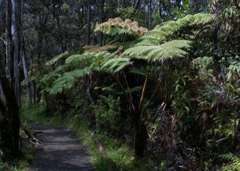 Visitors Make a Splash: $400K Boost for Hawaiʻi and American Samoa Parks!