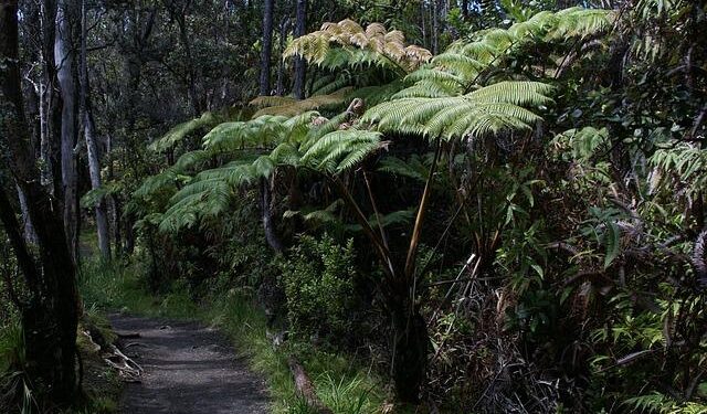 Visitors Make a Splash: $400K Boost for Hawaiʻi and American Samoa Parks!