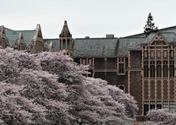 Experience the Magic: Cherry Blossoms Turn Warsaw into a Floral Wonderland!