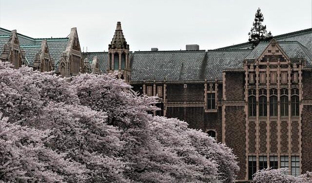 Experience the Magic: Cherry Blossoms Turn Warsaw into a Floral Wonderland!