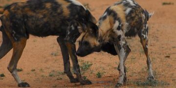 Unlocking Tomorrow: Key Insights into Heavy Rare Earths Supply Chains for Engineers in Estonia