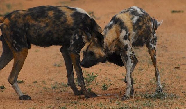 Unlocking Tomorrow: Key Insights into Heavy Rare Earths Supply Chains for Engineers in Estonia