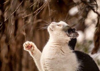 Uganda’s Domestic Airlines Raise Fares by $50 as Jet Fuel Prices Surge, Impacting Travelers and Tourists