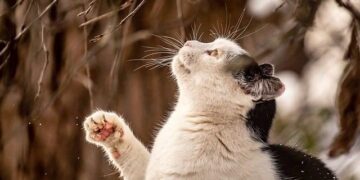 Uganda’s Domestic Airlines Raise Fares by $50 as Jet Fuel Prices Surge, Impacting Travelers and Tourists