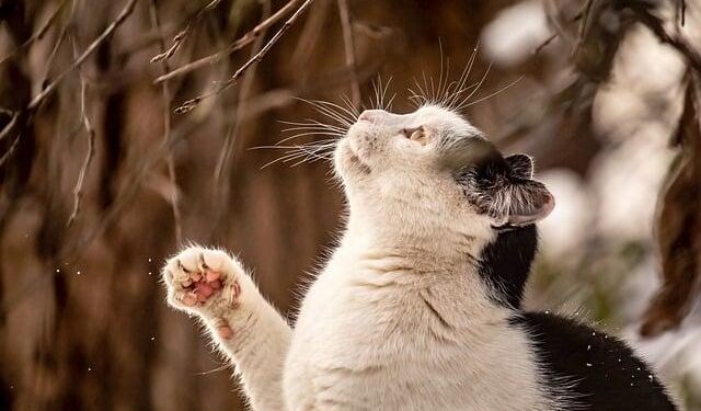 Uganda’s Domestic Airlines Raise Fares by $50 as Jet Fuel Prices Surge, Impacting Travelers and Tourists