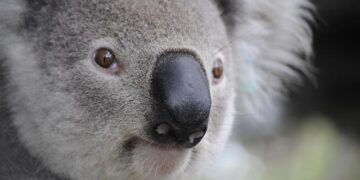 Australia’s Spectacular 5-0 Triumph Over Malawi!