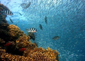 Reviving Paradise: A $4.6 Million Mission to Restore Coral Reefs in American Samoa