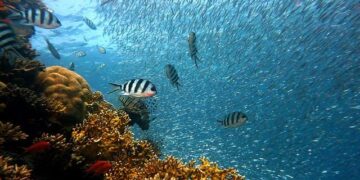 Reviving Paradise: A $4.6 Million Mission to Restore Coral Reefs in American Samoa
