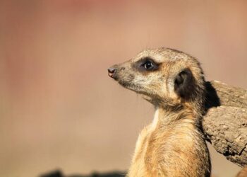 UK Stands Strong Against Violence Aimed at UN Peacekeepers Committed to Global Security