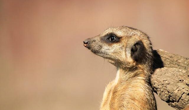 UK Stands Strong Against Violence Aimed at UN Peacekeepers Committed to Global Security