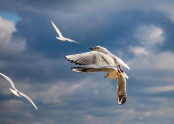 Bulgaria and Slovenia Win EU Green Light for Exciting Electricity Price Relief Programs!