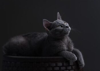 Tragic Toll: 15 Lives Lost in Ukraine’s Most Intense Russian Assault in Recent Months