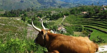 Uncover the Bountiful Wonders of Portugal’s Agricultural and Horticultural Gems!