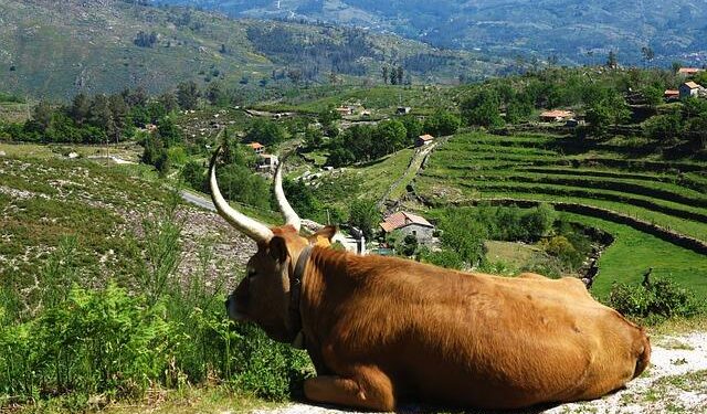Uncover the Bountiful Wonders of Portugal’s Agricultural and Horticultural Gems!
